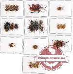 Scientific lot no. 418 Heteroptera (21 pcs A, A-, A2)