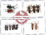 Scientific lot no. 430 Heteroptera (13 pcs)