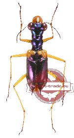 Therates spinipennis ssp. xanthophilus (A2)