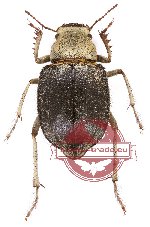 Tenebrionidae sp. 73 (A2)