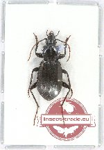 Carabidae sp. 44