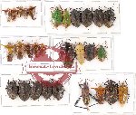 Scientific lot no. 364 Heteroptera (mainly Pentatomidae) (25 pcs A, A-, A2)
