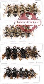 Scientific lot no. 196 Hymenoptera (20 pcs)