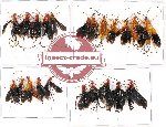 Scientific lot no. 187 Hymenoptera (Braconidae) (23 pcs A, A-, A2)