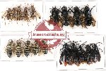 Scientific lot no. 190 Hymenoptera (19 pcs A, A-, A2)