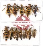 Scientific lot no. 193 Hymenoptera (12 pcs A, A-, A2)