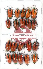 Scientific lot no. 413A Heteroptera (Scutellarinae) (20 pcs A, A-, A2)