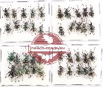 Scientific lot no. 301 Curculionidae (40 pcs A-, A2)