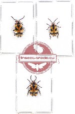 Scientific lot no. 207 Chrysomelidae (3 pcs)