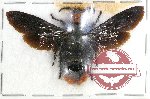 Scientific lot no. 153 Hymenoptera (Scoliidae sp.) (1 pc A2)