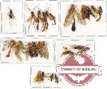 Scientific lot no. 234 Hymenoptera (Braconidae) (23 pcs)