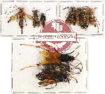 Scientific lot no. 174 Hymenoptera (10 pcs A, A-, A2)