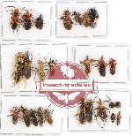 Scientific lot no. 368 Heteroptera (Reduviidae) (27 pcs A, A-, A2)