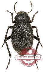 Tenebrionidae sp. 74A