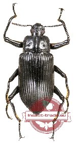 Tenebrionidae sp. 80A