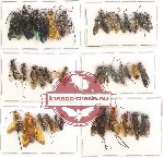 Scientific lot no. 160 Hymenoptera (36 pcs)