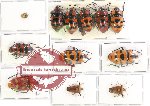 Scientific lot no. 416 Heteroptera (12 pcs A, A-, A2)