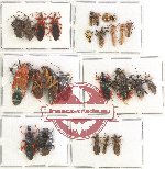 Scientific lot no. 369 Heteroptera (mostly Reduviidae) (26 pcs A, A-, A2)