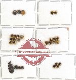 Scientific lot no. 365 Heteroptera (mainly Pentatomidae) (29 pcs A, A-, A2)