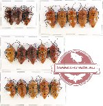 Scientific lot no. 446 Heteroptera (18 pcs)