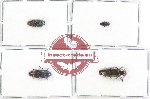 Scientific lot no. 60A Buprestidae (Coraebini) (4 pcs)