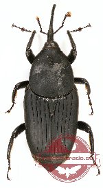 Curculionidae sp. 86