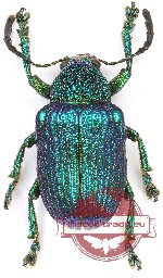Chrysomelidae sp. 62 (10 pcs)