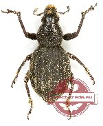 Curculionidae sp. 87