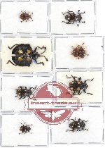 Scientific lot no. 42 Endomychidae (9 pcs - 2 pcs A2)