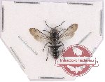 Hymenoptera sp. 103 (5 pcs)