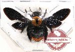 Xylocopa sp. 16 (A2)