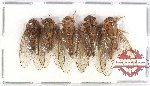 Cicadidae sp. 47 (UNSPREAD) (4 pcs A2)