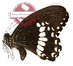 Papilio alphenor ssp. nicanor (A-)