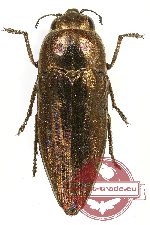 Sphenoptera (Deudora) rauca