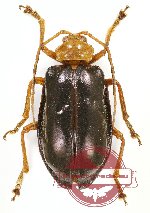 Chrysomelidae sp. 62A