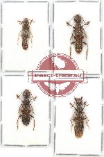 Scientific lot no. 103 Staphylinidae (4 pcs)