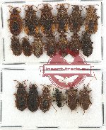 Scientific lot no. 562 Heteroptera (19 pcs)