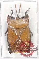 Pentatomidae sp. 30 (A2)