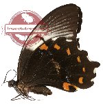 Papilio inopinatus ssp. inopinatus (A2)