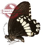 Papilio alphenor ssp. alphenor (A-)