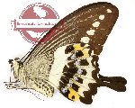 Papilio demolion demolion