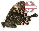 Papilio paris gedeensis (A2)