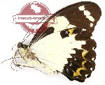 Papilio euchenor ssp. ?