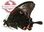 Papilio karna carnatus (A-)