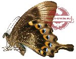 Papilio lorquinianus lorquinianus