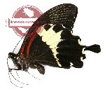 Papilio diophantus (A-)