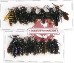 Scientific lot no. 192 Hymenoptera (14 pcs A, A-, A2)