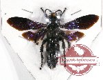 Scientific lot no. 200 Hymenoptera (Scoliidae sp.) (1 pc)
