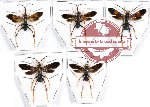 Scientific lot no. 198 Hymenoptera (5 pcs A, A-, A2)