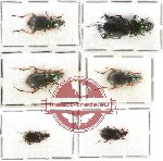 Scientific lot no. 275 Carabidae (6 pcs - 1 pc A2)